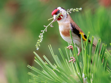 bird