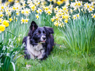dog